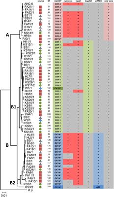 Variation in Accessory Genes Within the Klebsiella oxytoca Species Complex Delineates Monophyletic Members and Simplifies Coherent Genotyping